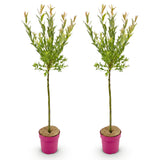 2x - Salix Flamingo - Ø19cm - ↕90-100cm