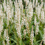 Green boutiQ - Vasteplant - Persicaria ampl. Alba - Duizendknoop - Schaduw - Wit - 3 Planten - Pot 11cm - Hoogte 15-25cm