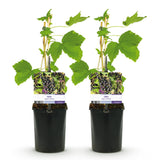 Green boutiQ - Fruitplant - Zwarte bes - Ribes nigrum Titania - Zwarte Bes - 2 planten -Pot 11cm Hoogte 40cm