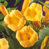 Green boutiQ - Trompetbloem - Campsis radicans Flave - Bloem Geel - Weinig onderhoud - 2 planten - Pot 11cm Hoogte 40cm