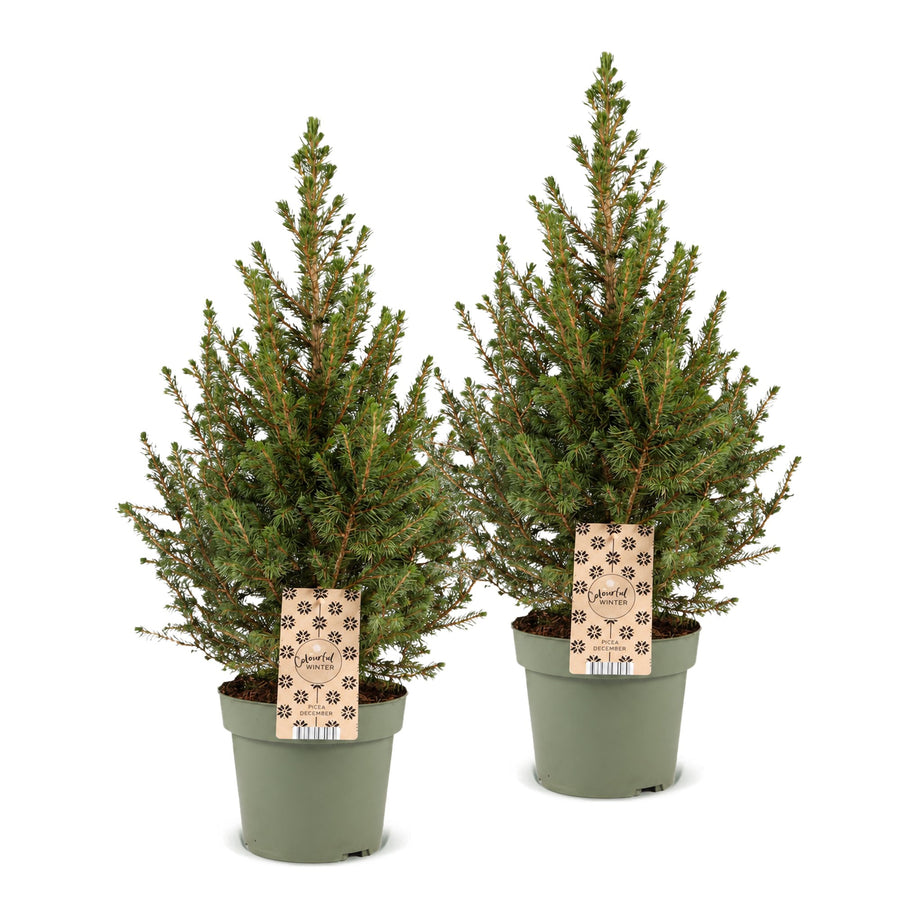 Set van 2 – Pot Ø17 cm · 65 cm hoog · Kegelspar kerstboom (foto 2)