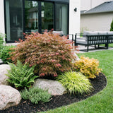 Green boutiQ - Tuinplant - Acer palmatum Jerre Swarts - Japanse Esdoorn - Bladverliezend - Oranje-Rood - 1 - Pot 26cm - Hoogte 90cm
