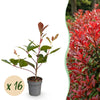 Green boutiQ - 16x Photinia fraseri Red Robin - Glansmispel - Haagplanten - Groenblijvend - Rood - Pot 9cm - Hoogte 25-35cm