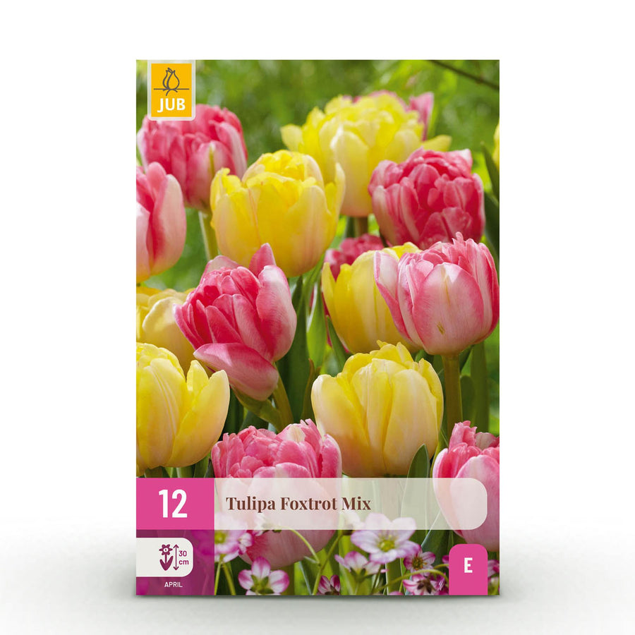 Tulpenbollen Foxtrot mix — gemengde kleuren, 12 stuks (bolmaat 11/12)