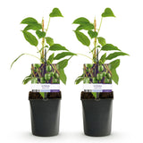Green boutiQ - Fruitplant - Kiwi - Actinidia arguta Issai - Groene Vrucht - 2 planten -Pot 11cm Hoogte 40cm