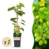 Green boutiQ - Fruitplant - Vitis vinifera Himrod - Druivenplant - Pitarm - Witte Druif - 2 Planten - Pot 15cm - Hoogte 50cm