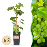 Green boutiQ - Fruitplant - Vitis vinifera Himrod - Druivenplant - Pitarm - Witte Druif - 2 Planten - Pot 15cm - Hoogte 50cm