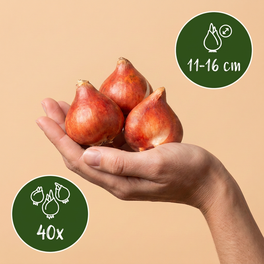 Tulpenbollen Candy Purple Prince mix — gemengde kleuren, 15 stuks (bolmaat 11/12)