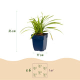 Green boutiQ - Grassen - Carex morrowii Ice Dance - Japanse Zegge - Groenblijvend - Creme-Groen - 12 Planten - Pot 11cm - Hoogte 15-25cm