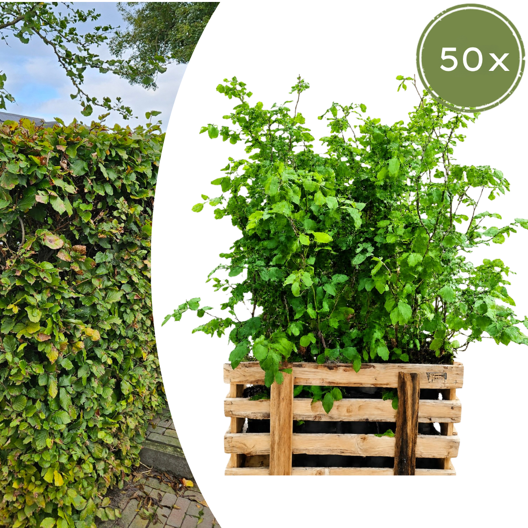 Palletdeal Haagplanten:50 Fagus sylvatica ↕ 80-100 - Ø 19cm | Mini Pallet