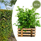 Palletdeal Haagplanten:50 Fagus sylvatica ↕ 80-100 - Ø 19cm | Mini Pallet