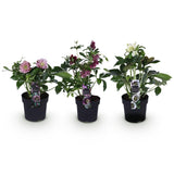 Green boutiQ - Tuinplant - Lenten Rose - Helleborus orientalis Double Tricolour - Roze - Rode - Witte Bloem -3 Planten - Groenblijvend - Pot 14cm Hoogte 35cm