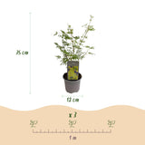 Green boutiQ - Tuinplant - Acer palmatum Emerald Lace - Groen - 1 Plant - Bladverliezend - Weinig Onderhoud - Pot 12cm Hoogte 35cm