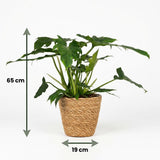 Green boutiQ - Kamerplant - Philodendron - Philodendron Lacerum - Groen - Weinig onderhoud - 1 Plant - met Mand - Pot 19cm - Hoogte 65cm