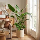 Strelitzia Nicolai - 150cm - Ø24