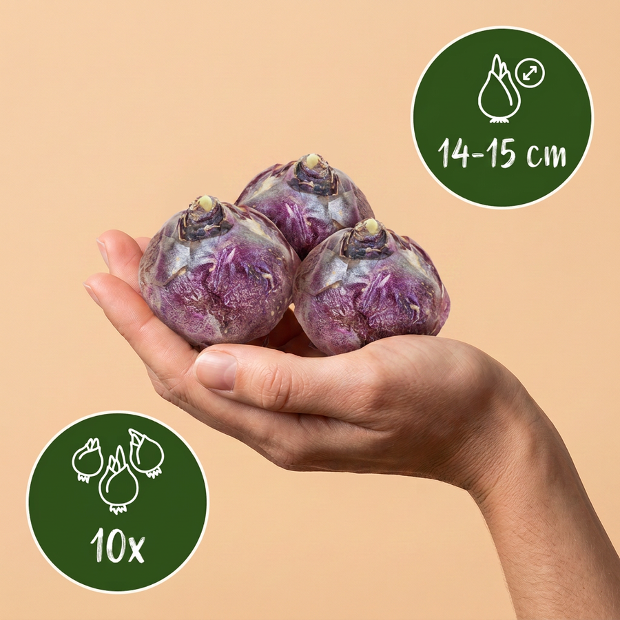 Hyacintbollen Blue water mix — blauw, 10 stuks (bolmaat 14/15)