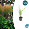 12x Calamagrostis acut. 'Karl Foerster'- ↕10-25cm - Ø9cm