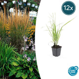 12x Calamagrostis acut. 'Karl Foerster'- ↕10-25cm - Ø9cm