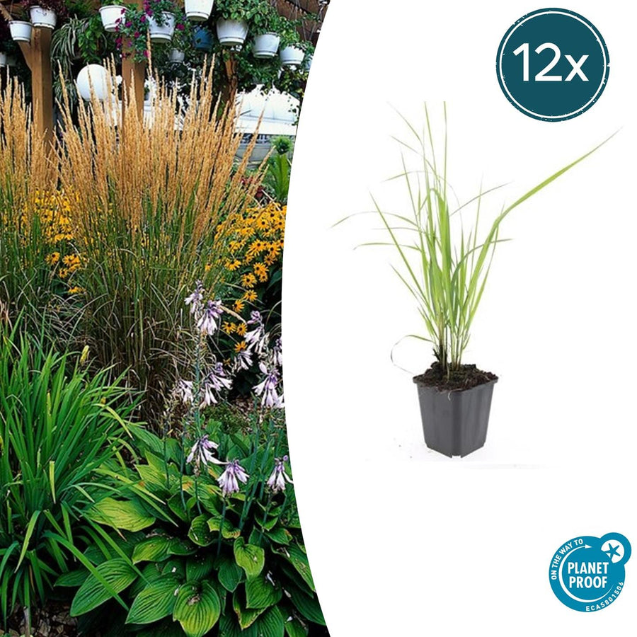 Calamagrostis acutiflora 'Karl Foerster' – 12 planten · pot Ø9 cm · 10-25 cm hoog