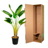Strelitzia Augusta - 160 cm - Ø21-24cm