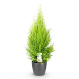 Green BoutiQ - Kamerplanten - Cupressus Gold Crest Wilma - Kamer conifeer - Weinig onderhoud - Groen - 1 Plant - met Potter Grijs - Pot 21cm - Hoogte 85-95cm