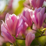 Green boutiQ - Tuinplant - Magnolia Heaven Scent - Bloem Roze - 3 Planten - Bladverliezend - Weinig Onderhoud - Pot 12cm Hoogte 30cm