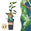 Green boutiQ - Fruitplant - Acitinidia arguta Issai - Kiwiplant - Zelfbestuivend - Groene Vrucht - 2 Planten - Pot 15cm - Hoogte 50cm