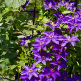 Green boutiQ - Klimplant - Clematis The President - Bloem Roze - Weinig onderhoud -2 planten -Pot 11cm Hoogte 40cm