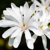 Green boutiQ - Plant op Stam - Magnolia stellata -Terras Plant - Bladverliezend - Winterhard - Witte Bloem - Pot 19cm Hoogte 90cm