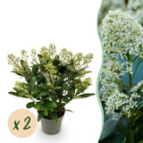 Green boutiQ - Terrasplant - Skimmia japonica Finchy - Bloem Wit - 15+ Bloemen - 2 Planten - Winterhard - Pot 15cm Hoogte 30cm