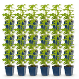 Green boutiQ - Vasteplant - Delphinium Tricolour - Ridderspoor - Bijen- en vlinderlokkers - Paars - Roze - Wit - 24 Planten - Pot 11cm - Hoogte 15-25cm