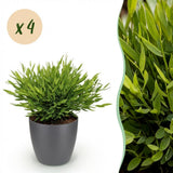 Green boutiQ - Kamerplant - Bamusa Pogonatherum Monica - Bamboegras - Huisdiervriendelijke Plant - Groen - 4 Planten - met Potter Grijs - Pot 12cm - Hoogte 20cm