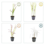 6x Imperata cylindrica 'Red Baron' - ↕10-25cm - Ø9cm
