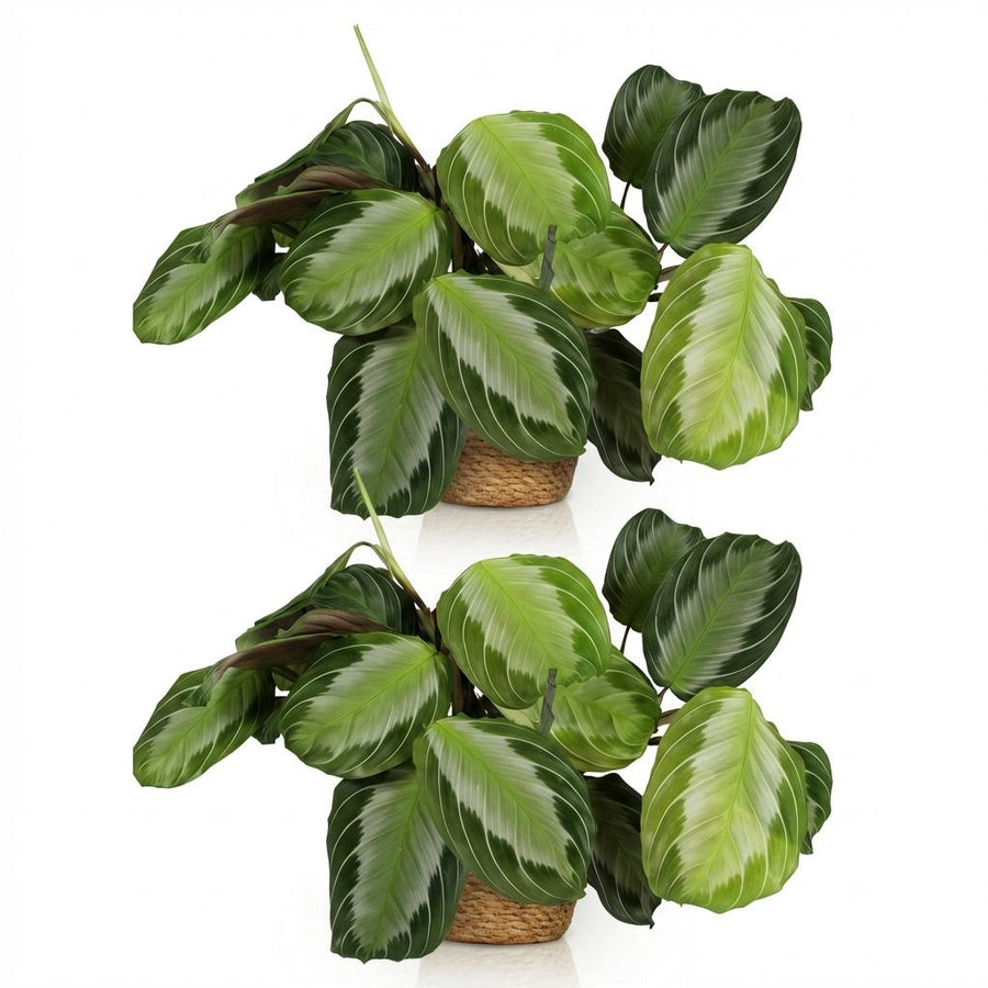 Maranta Silverband – 2 planten · pot Ø12 cm · 25 cm hoog · met mand (foto 2)