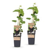 Green boutiQ - Fruitplant - Vitis vinifera Vanessa - Druivenplant - Pitarm - Blauwe Druif - 2 Planten - Pot 15cm - Hoogte 50cm