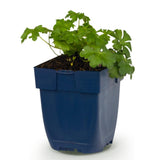 Green boutiQ - Vasteplant - Geranium cant. Cambridge - Ooievaarsbek - Bodembedekkend - Licht Roze - 1 Plant - Pot 11cm - Hoogte 15-25cm