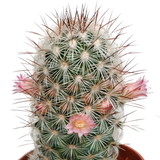 Cactus mix 5.5 cm - zonder pot bloeiend - 5x