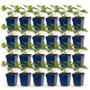 Green boutiQ - Vasteplant - Geranium Tricolour - Ooievaarsbek - Bodembedekkend - Paars - Roze - Wit - 24 Planten - Pot 11cm - Hoogte 15-25cm