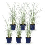 Green boutiQ - Grassen - Miscanthus sin. Morning Light - Pampusgras - Met Pluim - Zilver - 6 Planten - Pot 11cm - Hoogte 15-25cm