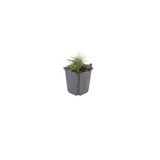 6x Festuca gautieri - ↕10-25cm - Ø9cm