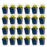 Green boutiQ - Grassen - Carex oshimensis Evergold - Japanse Zegge - Groenblijvend - Geel-Groen - 24 Planten - Pot 11cm - Hoogte 15-25cm