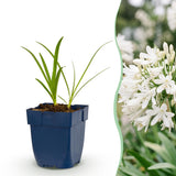 Green boutiQ - Vasteplant - Agapanthus africanus Albus - Afrikaanse Lelie - Bijen en Vlinderlokkers - Wit - 12 Planten - Pot 11cm - Hoogte 15-25cm