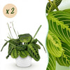 Green boutiQ - Kamerplant - Maranta Fascinator Lemon Lime - Gebedsplant - Huisdiervriendelijke Plant - Groen - 2 Planten - met Potter Wit - Pot 12cm - Hoogte 25cm