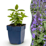 Green boutiQ - Vasteplant - Nepeta nerv. Neptune - Kattenkruid - Bijen en Vlinderlokkers - Paars - 24 Planten - Pot 11cm - Hoogte 15-25cm
