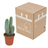 Pilosocereus azureus - - - 17cm