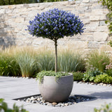 Green boutiQ - Plant op Stam - Ceanothus thyrsiflorus Repens - Terras Plant - Bladhoudend - Winterhard - Paarse Bloem - Pot 19cm Hoogte 90cm