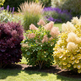 Green boutiQ - Tuinplant - Cotinus coggyria Tricolour - Paars-Groen-Geel - 3 Planten - Bladverliezend - Weinig Onderhoud - Pot 12cm Hoogte 35cm