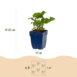 Green boutiQ - Vasteplant - Persicaria ampl. Alba - Duizendknoop - Schaduw - Wit - 3 Planten - Pot 11cm - Hoogte 15-25cm