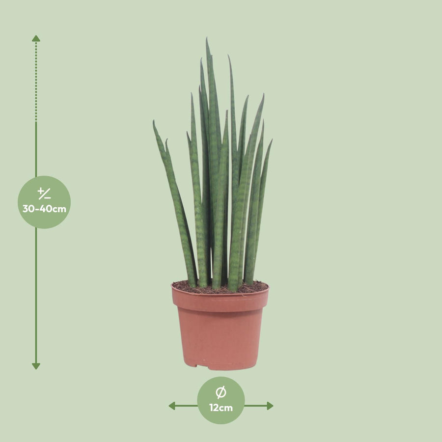 Sansevieria Mikado – Pot Ø12 cm · 40 cm hoog (foto 2)