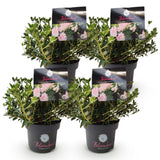 Green boutiQ - Dwerg Rhododendron - Rhododendron Bloombux Light Pink - Bloeiende Buxus - Weinig Onderhoud - Licht Roze Bloem - 4 Planten - Pot 17cm - Hoogte 30-40cm